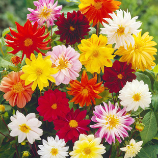 重瓣小丽花种子100粒 易播种室内阳台室外花园花境盆栽种籽花种孑