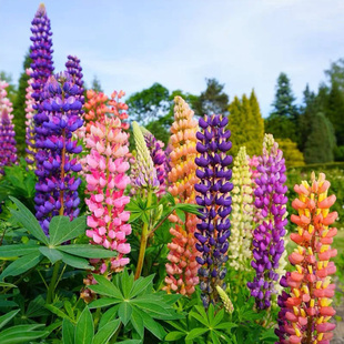 鲁冰花种子30粒 羽扇豆花籽 可切花室外花镜室内阳台盆栽耐寒秋播