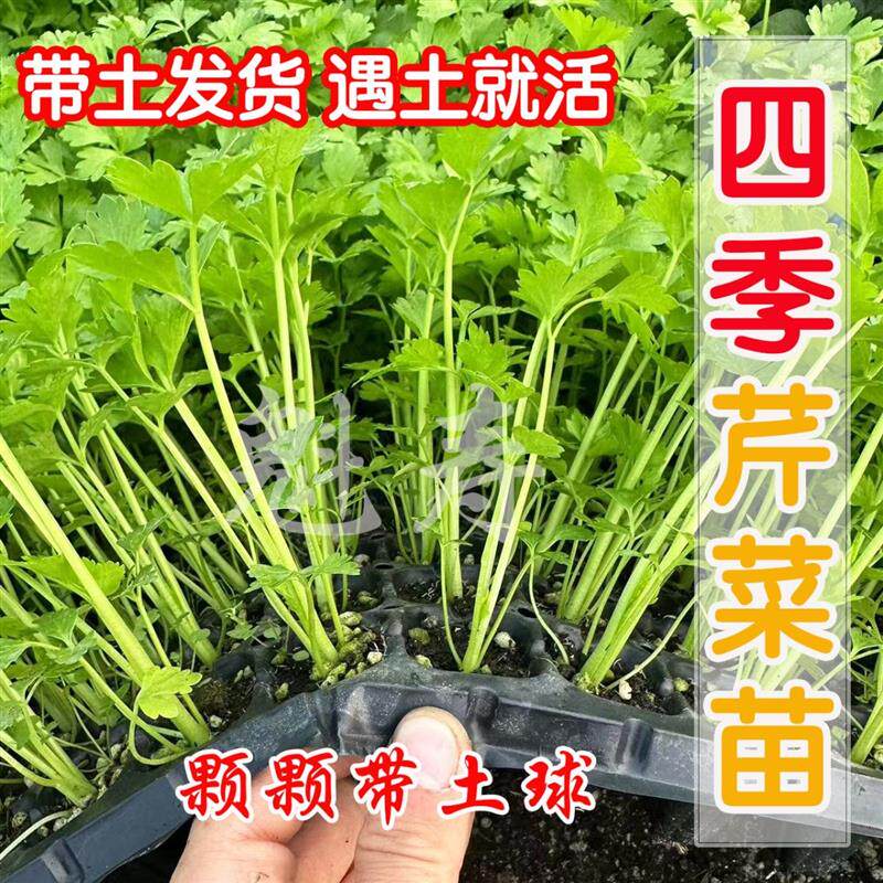 芹菜苗幼苗芹菜秧子苗蔬菜苗包邮西芹秧苗根盆栽蔬菜苗阳台四季播