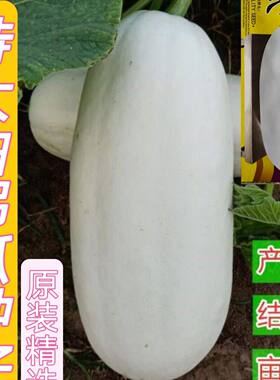 特大白吊瓜种子早熟高产新品种做馅庭院爬藤食用保健四季蔬菜种子