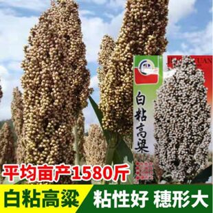 白粘高粱种子粘高粱种子可做粘糕白高粱种子酿酒种植高产高粱种子