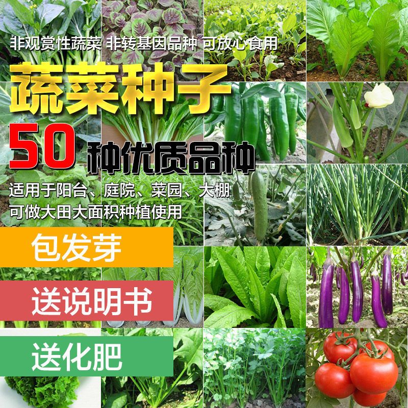 四季播种50款蔬菜种子青菜白菜西红柿小葱黄瓜种阳台盆栽花草菜籽