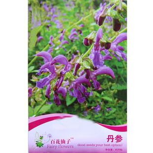 丹参种子材保健野生草药籽易种易管理大红根血参泡茶药用