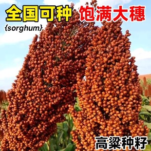 老品种红高粱种子 糯高粱种子酿酒扫帚高粱种子高产抗旱高粱种子