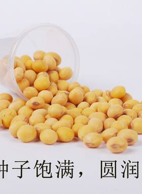 大豆种子高产稳产旱黄豆种子中黄13大田夏大豆种