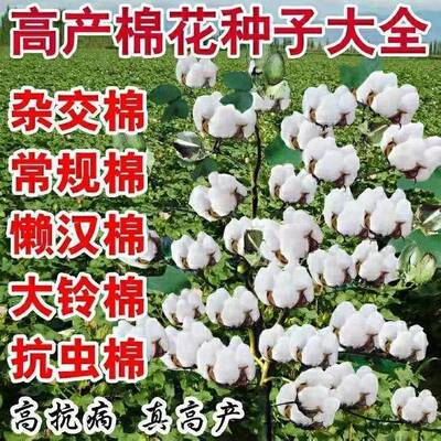千斤懒汉棉花种子国审棉抗病虫杂交棉大铃棉高产新疆棉花免打岔