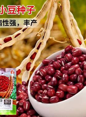 相思小红豆种子早熟无架大粒红皮小豆种籽种孑非转基因大红小豆种