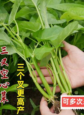 四季原装大叶空心菜种子阳台盆栽柳叶空心菜种圆叶青梗可水培菜籽
