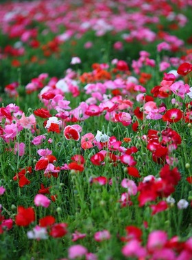 虞美人种子冰岛红色混色重瓣 春播秋播低矮多年生耐寒花卉花海