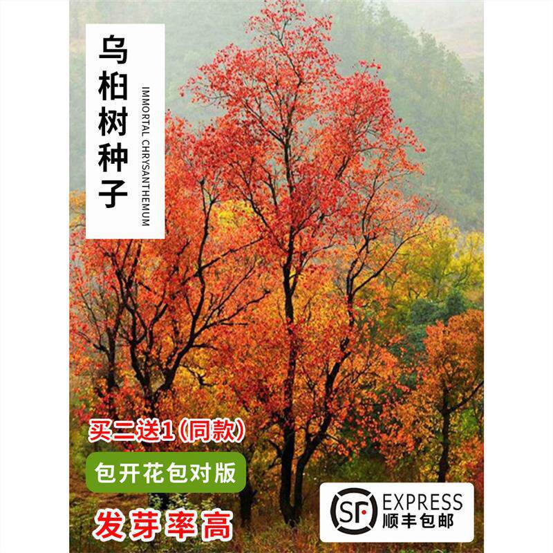 乌桕树种子籽 腊子树种子 桕子树种子 木子树籽种子 新采种子标准