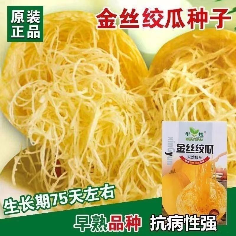 金丝绞瓜种子天然粉丝南瓜种凉拌金丝瓜四季阳台金丝搅瓜蔬菜种子