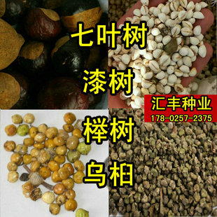 新采红叶乌桕种子山桕 漆树 红榉树 红花七叶树 大木漆树种子标准