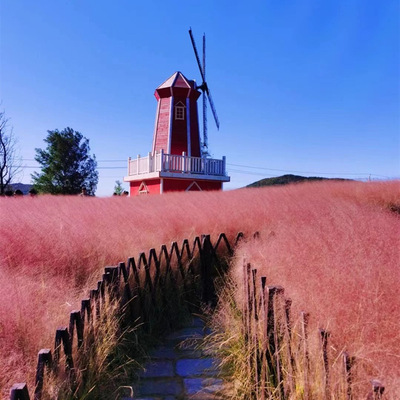 粉黛乱子草种子多年生观赏草网红草种子四季易活耐寒庭院花种籽子