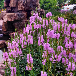 假龙头花籽种子随意草有趣花种子棉铃花伪龙头芝麻花虎尾花籽种子