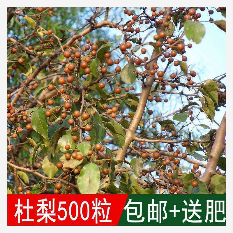 出售新采林木树种子 杜梨种子 杜梨树棠梨土梨海棠梨野梨子种子