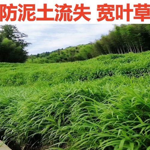 进口宽叶草白喜草草籽大叶草雀稗草种子护坡优质夏季多年生护坡草