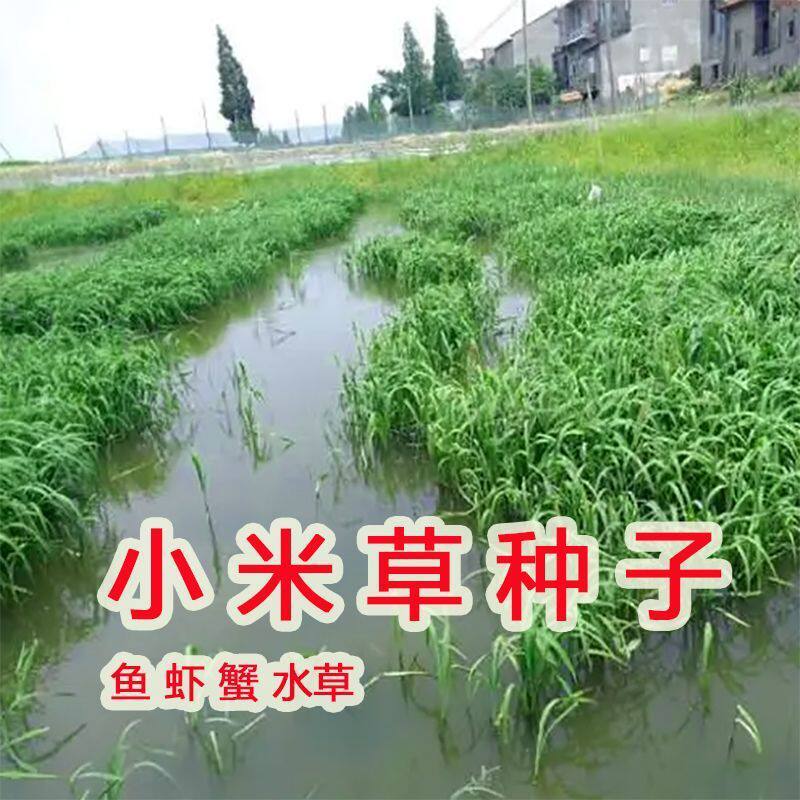 小米草种子水草鱼虾蟹牧草籽雀叶稗湖南稷子 高产耐水淹耐旱草籽