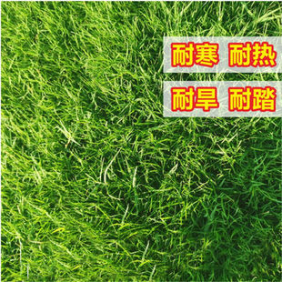 矮生百慕大草籽四季常青耐践踏绿化耐寒旱免修剪草皮草籽草坪种子