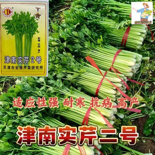 农科院芹菜种子实心芹菜籽津南实芹一号二号三号优质高产实心芹菜