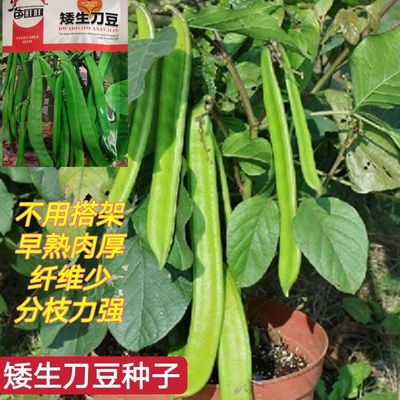 不搭架矮生刀豆种子大刀豆无筋巨型豆角巴西豆四季蔬菜豆角种子