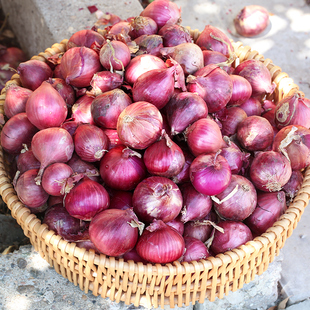 正宗东北小毛葱头新鲜毛葱新鲜鬼子葱特产红葱头笨毛葱农家珠葱