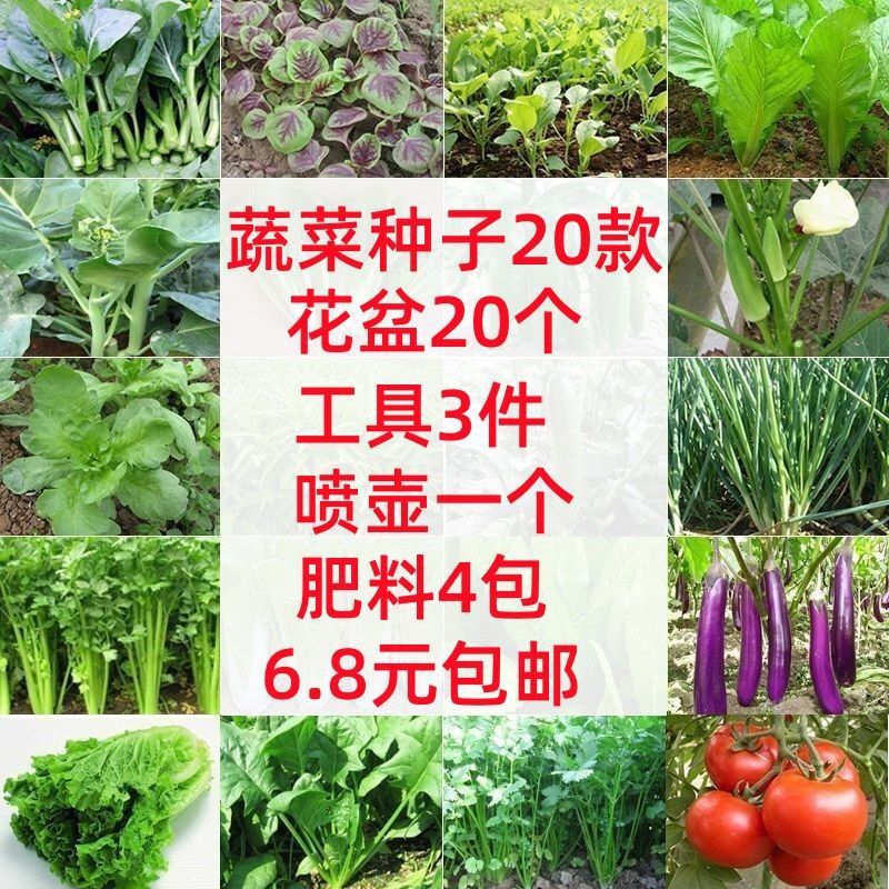 蔬菜种子大全组合套装辣椒番茄芹菜小香葱种子套装易成活结果图片