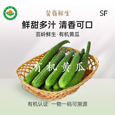 【芸岭鲜生】云南高原有机黄瓜4斤装，清爽脆感新鲜基地直发