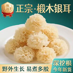 古田椴木小银耳无硫干货旗舰店福建糯小朵易出胶百合莲子银耳