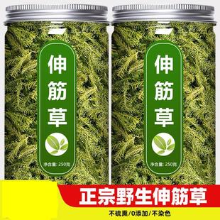 野生的舒伸筋草中药材草功效筋透骨草与作用小脚益智仁泡新鲜远志