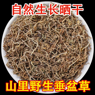 垂盆草中药材的功效与作用新鲜干货锤盆草药用食用正品官方旗舰店