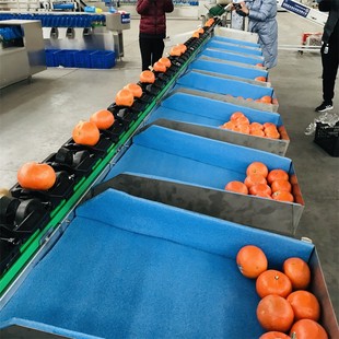 厂家 橙子电脑选果机 丑橘大小分级机 智能选果机 plc控制可升级
