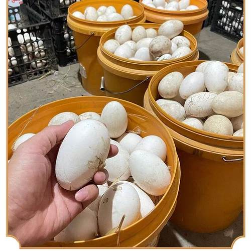 新鲜10枚散养土鸭蛋鸭蛋农家散养现捡现发健康餐食70-80g/个