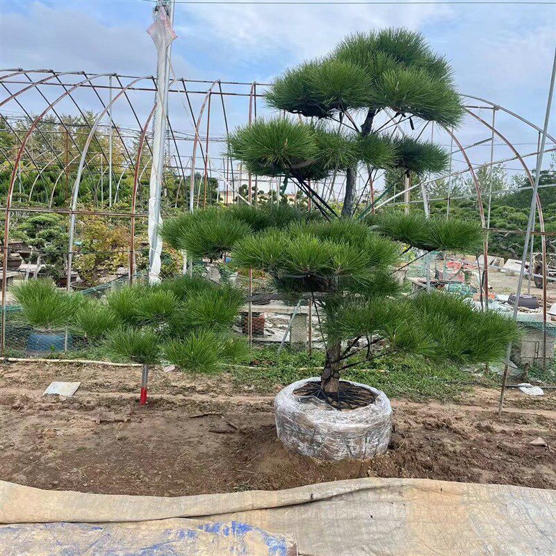 黑松油松造型风景树大型别墅公园庭院四季常青绿化苗大树苗迎客松