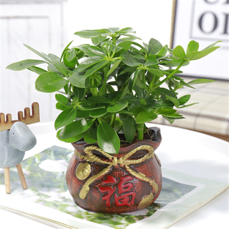 鸭脚木七叶莲盆栽 鹅掌柴可水培四季常青植物 室内八方来财绿植