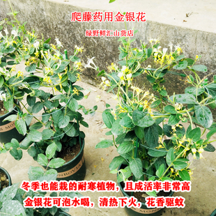冬天不怕冻的花绿化金银花树苗盆栽爬藤植物庭院生长快四季花卉