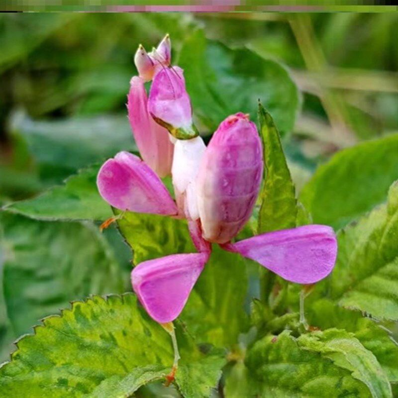 【宠物螳螂合集】个性另类观赏斧螳大刀狭翅兰花 螳螂卵包果蝇杯