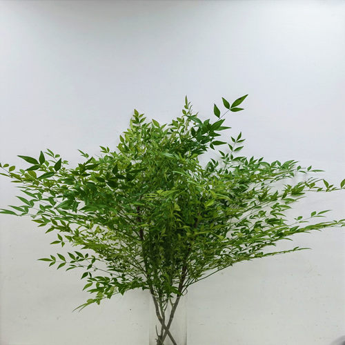 南天竹水培绿植鲜切枝条家用瓶插花线条绿色有氧植物森系鲜花速递