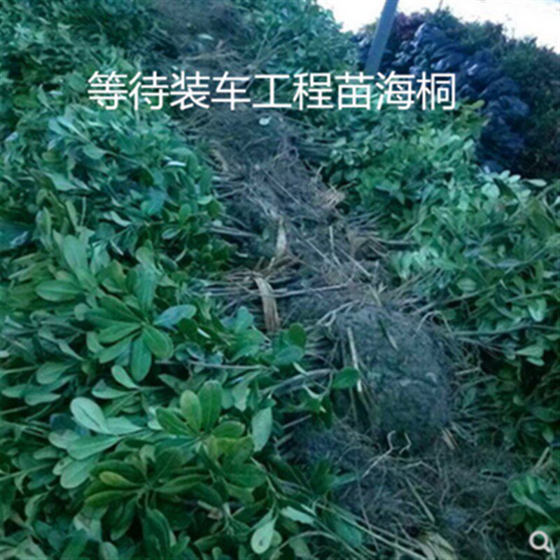 海桐苗新款常绿四季常青气味芳香驱蚊虫绿植物围墙绿篱笆园林绿化