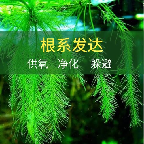 鱼缸乌龟缸净化水质浮萍水草真草水培植物增氧造景绿植摆件氧气泵