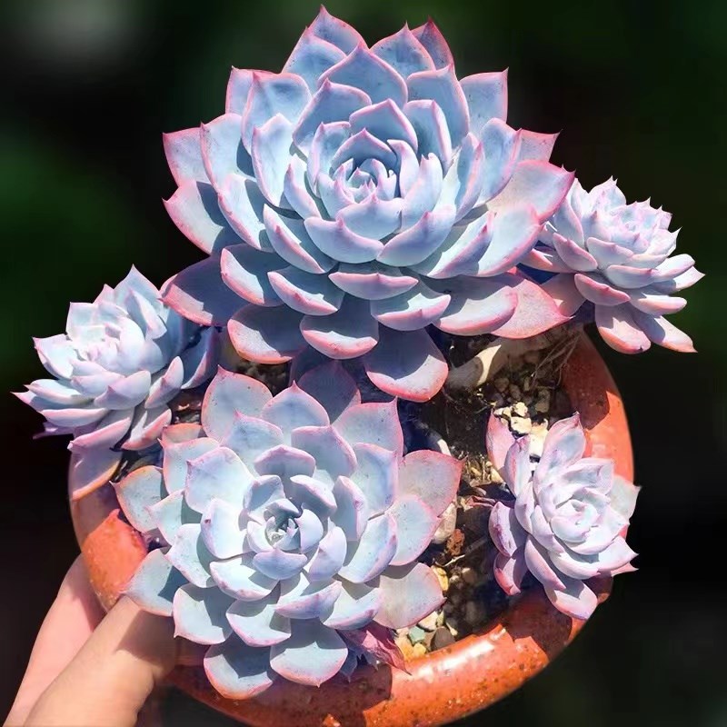 蓝石莲老桩群生多肉植物大颗精品好养大株盆栽绿植室内阳台花卉