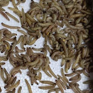 野生玉米虫,鸟零食,补膘不上火,麦子虫也是纯野生北京麻根虫活虫