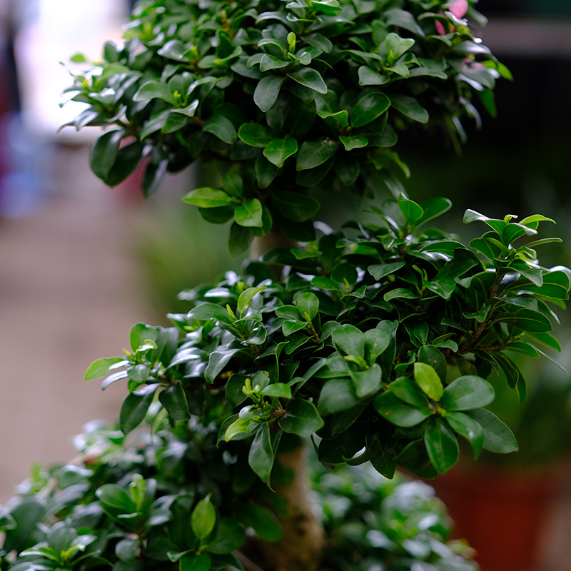 金叶子小叶榕树人参榕盆景8造型S型室内外阳台庭院四季常青绿植