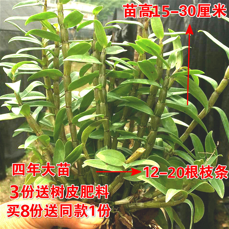 【天天优价】铁皮石斛苗雁荡山枫斗苗盆栽盆景室内外种植驯化苗