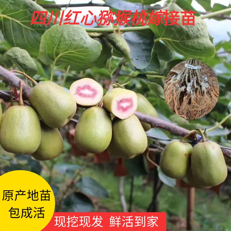 原产地猕猴桃树果苗现挖现发