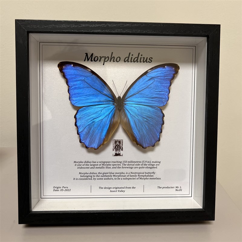 昆虫谷 大蓝闪蝶 蝴蝶标本相框蝴蝶艺术框真蝴蝶朋友节日礼物收藏