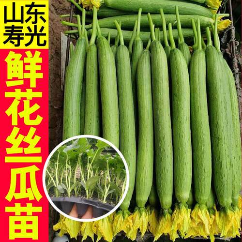 寿光早熟鲜花丝瓜苗秧中长绿长条肉丝瓜种子籽棱丝瓜四季春秋高产