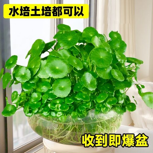 大叶铜钱草水培植物室内好养鱼缸水草专用水养金钱草花卉绿植盆栽