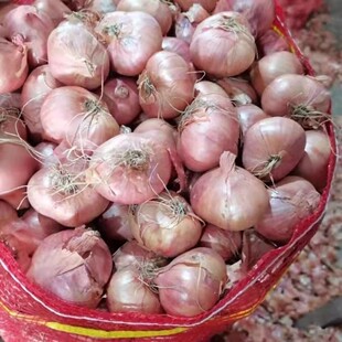 2025年正宗新毛葱种子批发东北毛葱 新鲜小毛葱 洋葱鬼子葱红葱头
