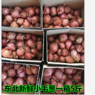 东北毛葱 新鲜小毛葱 洋葱鬼子葱红葱头2024年正宗新毛葱种子批发