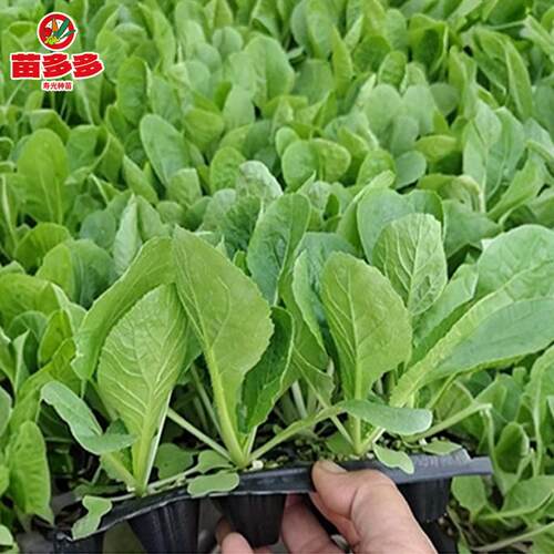 大白菜黄心娃娃秧苗耐寒高产四季盆边吃边长栽菜苗四季高产易活